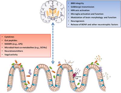 Of Microbes and Minds: A Narrative Review on the Second Brain Aging